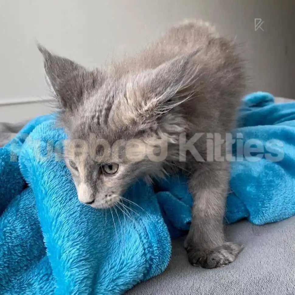 Gracie Female Maine Coon Kitten | 3 Month Old | Available