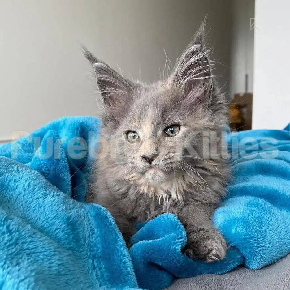 Gracie Female Maine Coon Kitten | 3 Month Old | Available