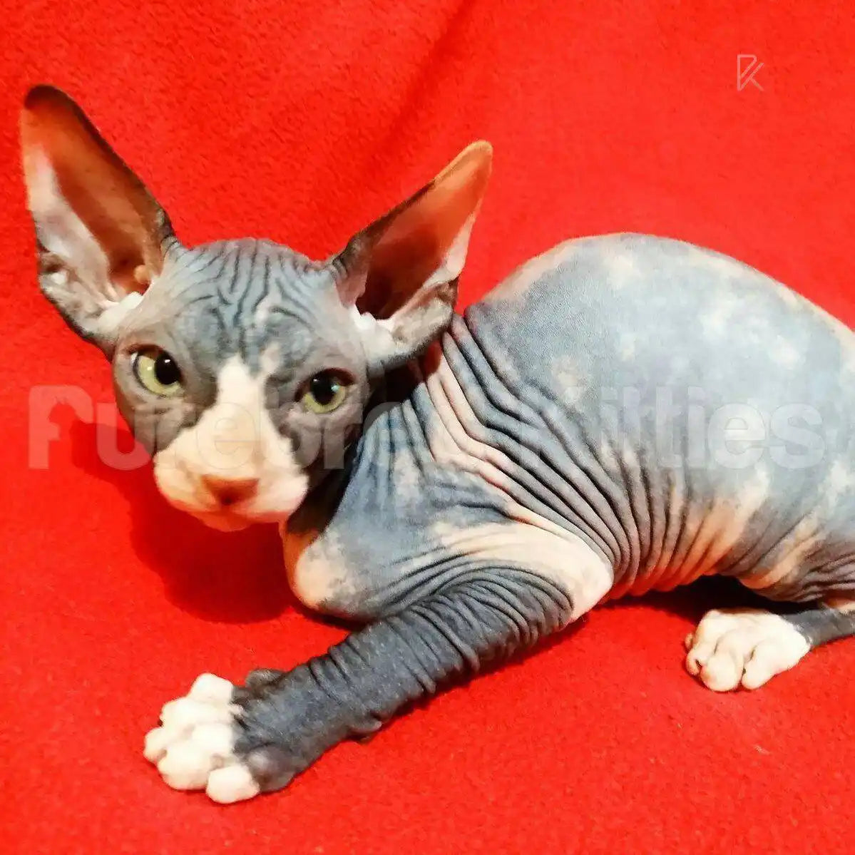 Hazel Female Sphynx Kitten | 3.5 Months Old | Available for