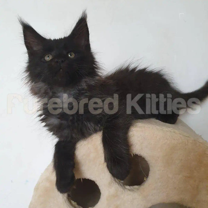 Jack Male Maine Coon Kitten | 3 Months Old | Available for