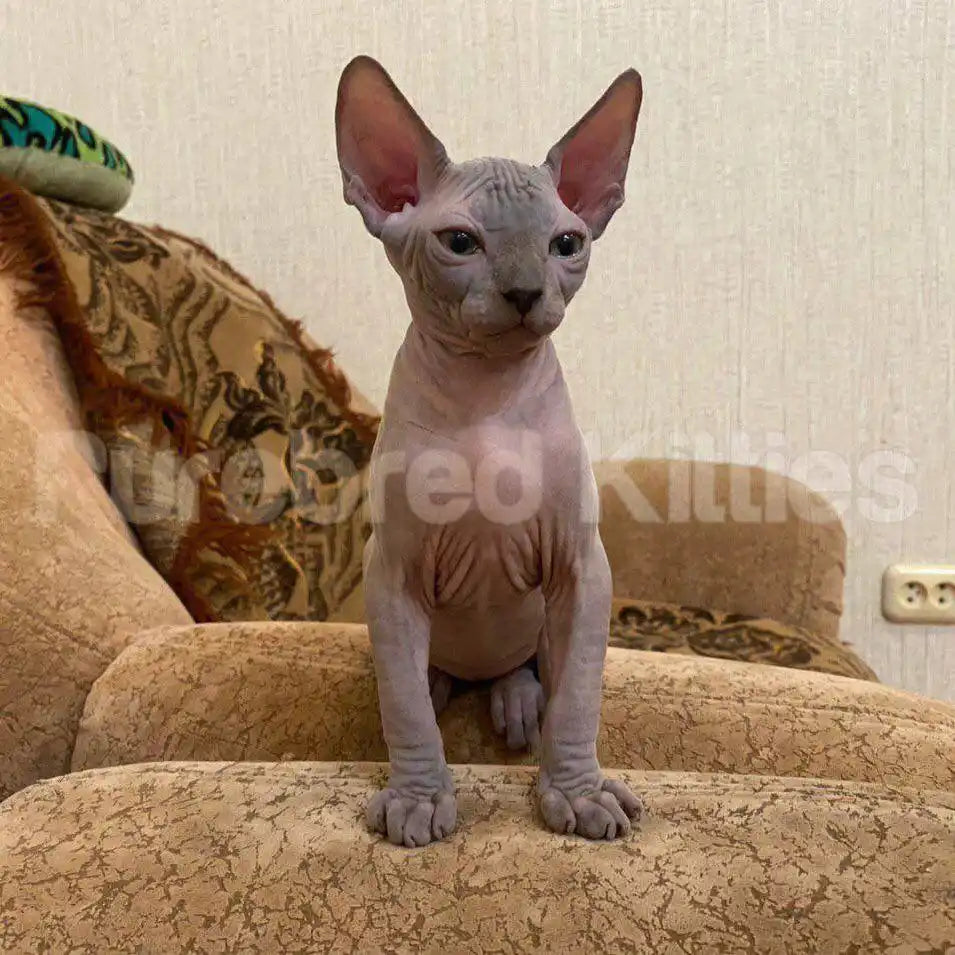Jasmine Female Sphynx Kitten | 2.5 Month Old | Available for