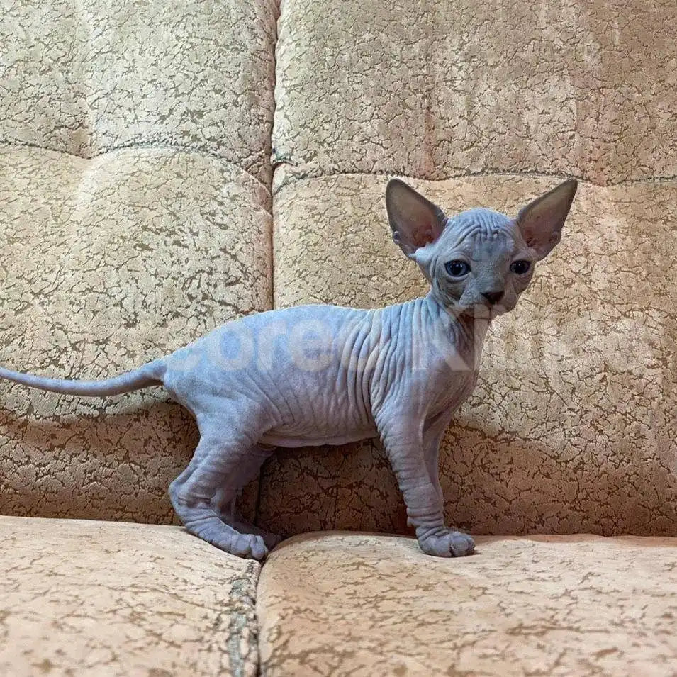 Jasmine Female Sphynx Kitten | 2.5 Month Old | Available for