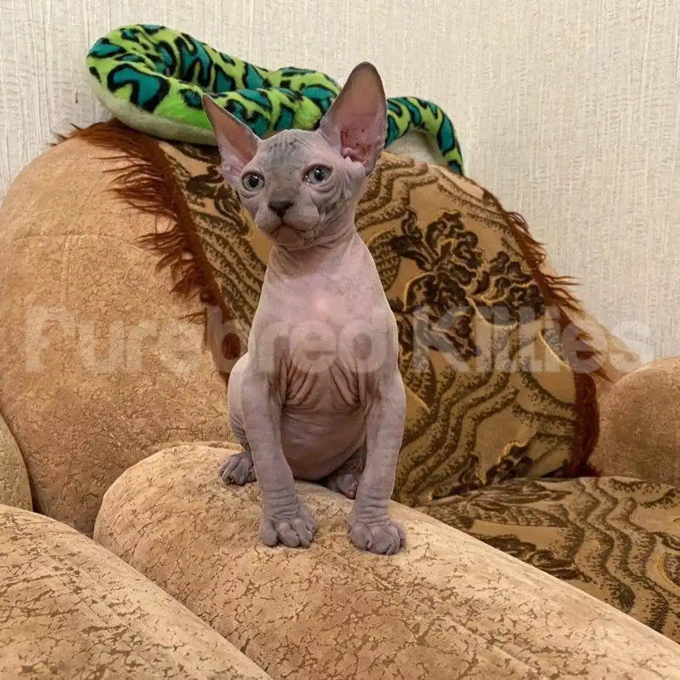 Jasmine Female Sphynx Kitten | 2.5 Month Old | Available for