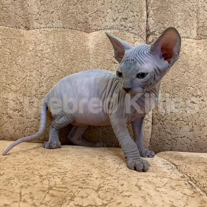 Jasmine Female Sphynx Kitten | 2.5 Month Old | Available for