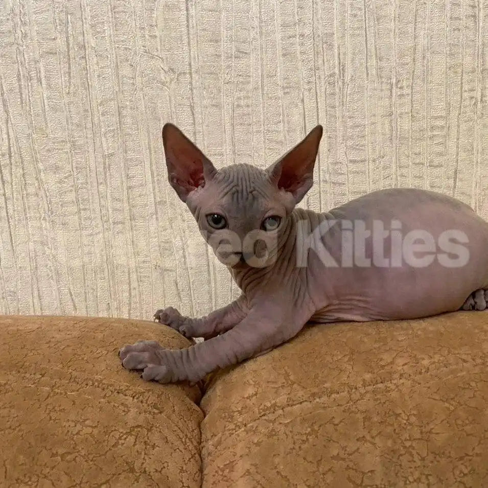 Jasmine Female Sphynx Kitten | 2.5 Month Old | Available for
