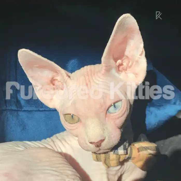 Jazz Male Sphynx Kitten (breeding rights) Odd eyes - one