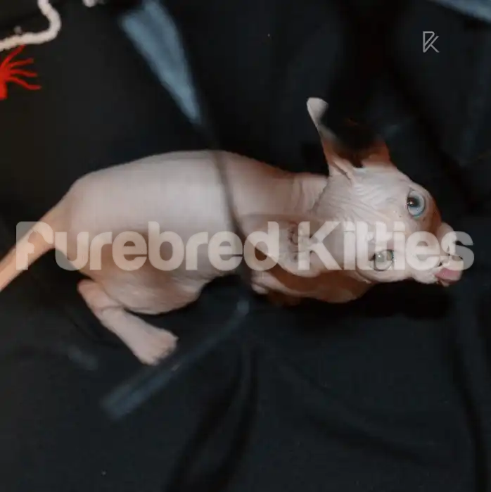 Jazz Male Sphynx Kitten (breeding rights) Odd eyes - one
