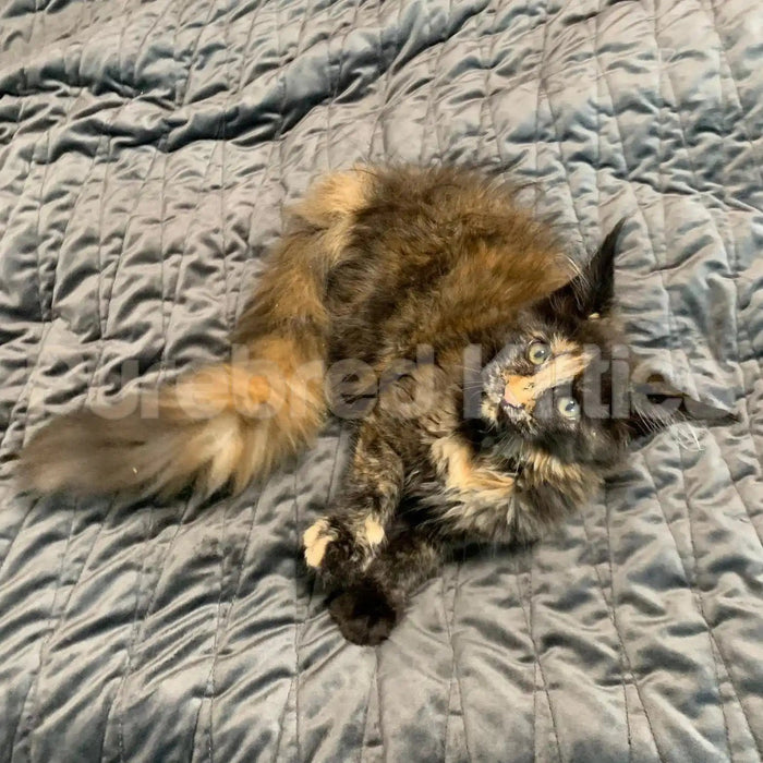 Katara Female Maine Coon Kitten | 4.5 Month Old | Available