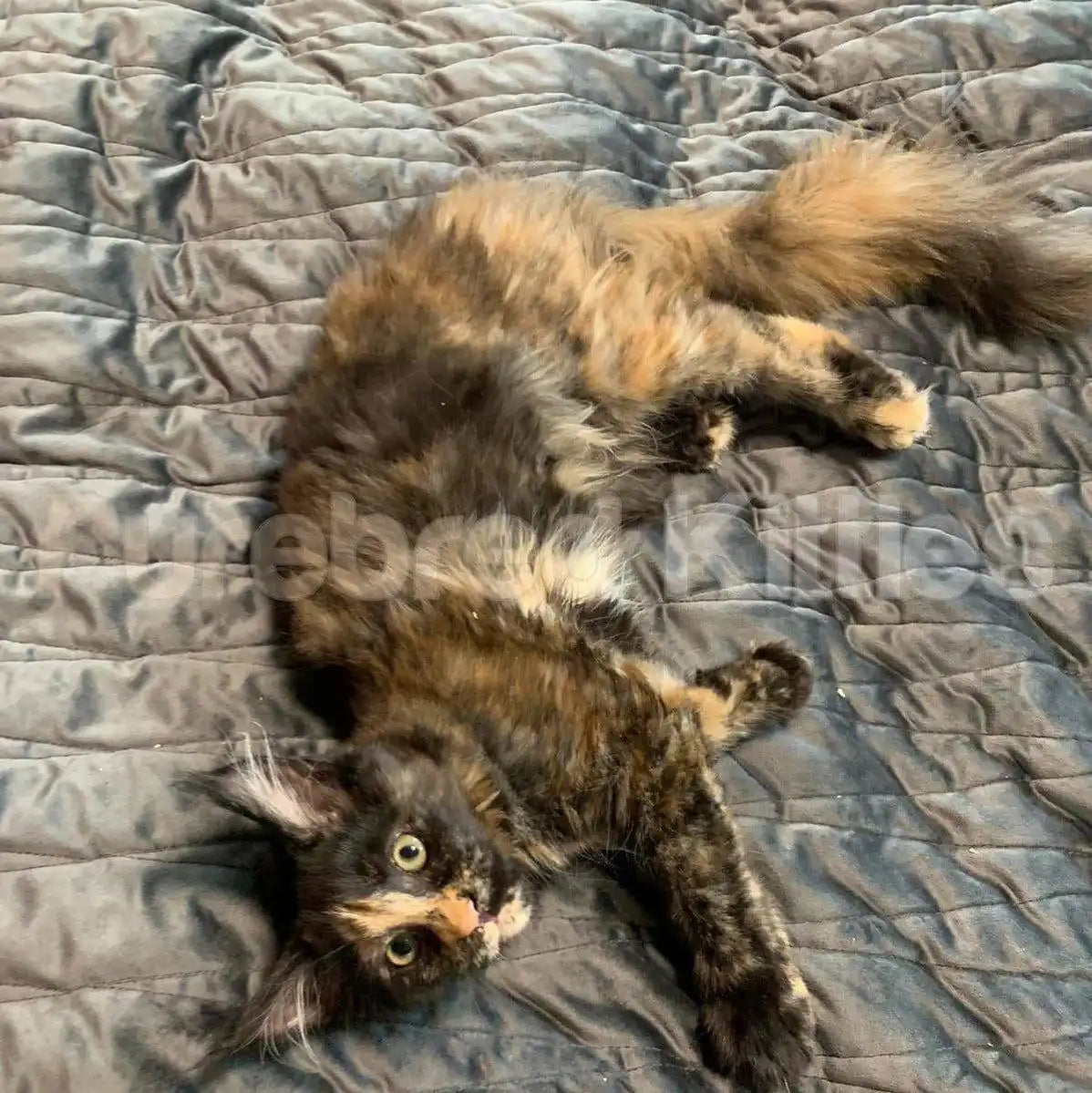 Katara Female Maine Coon Kitten | 4.5 Month Old | Available