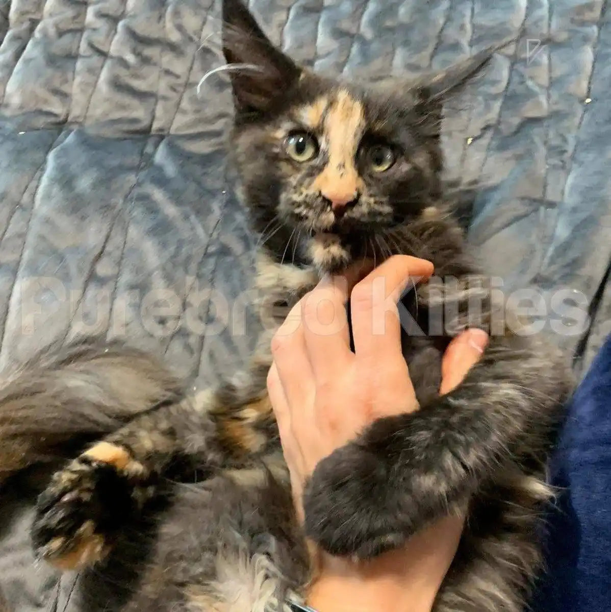 Katara Female Maine Coon Kitten | 4.5 Month Old | Available