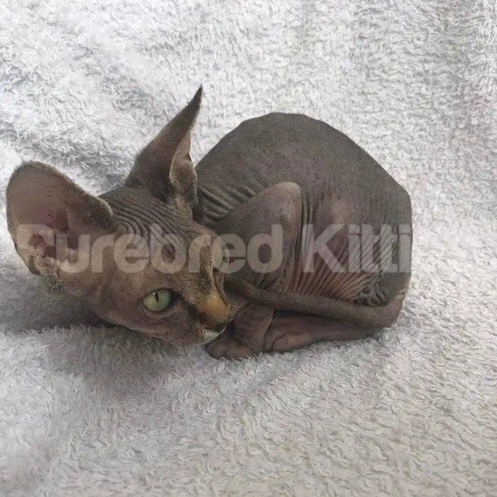 Kiki Female Sphynx Kitten | 3 Month Old | Available for Pick