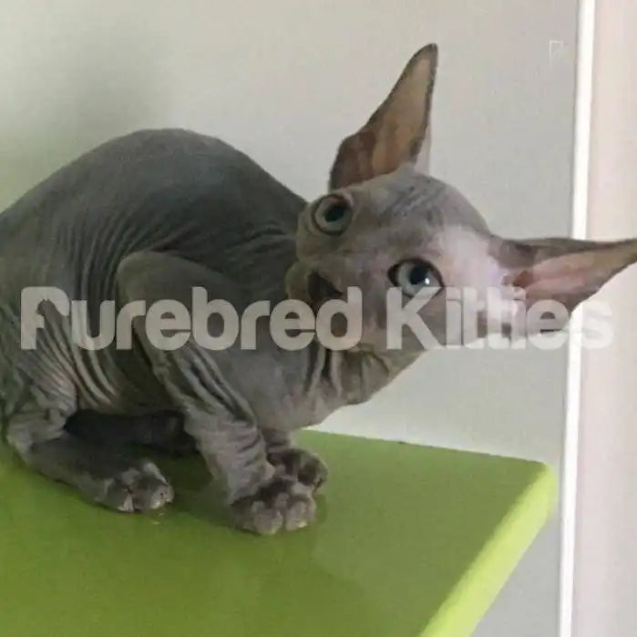 Kiki Female Sphynx Kitten | 3 Months Old | Available for