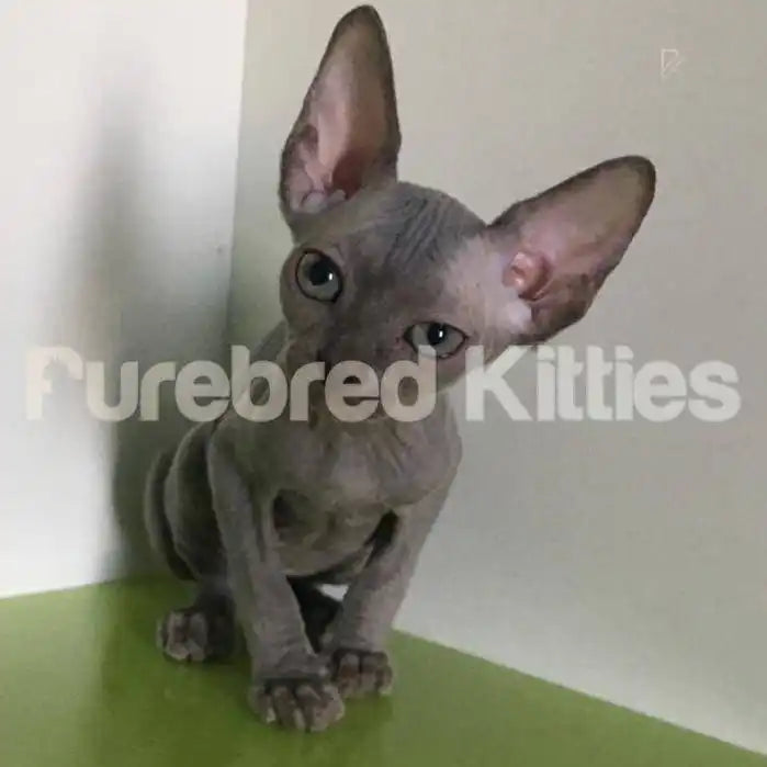 Kiki Female Sphynx Kitten | 3 Months Old | Available for