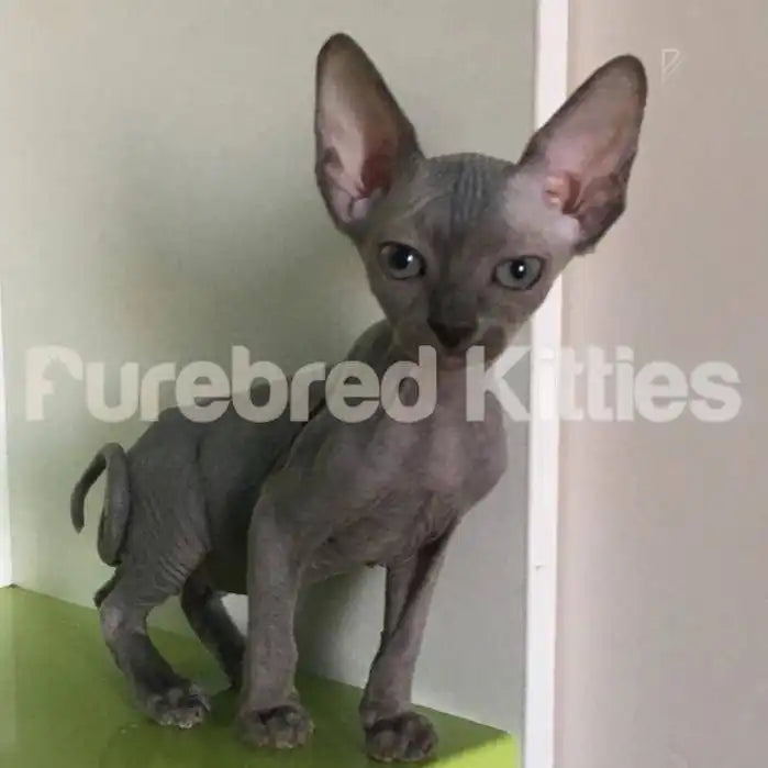 Kiki Female Sphynx Kitten | 3 Months Old | Available for
