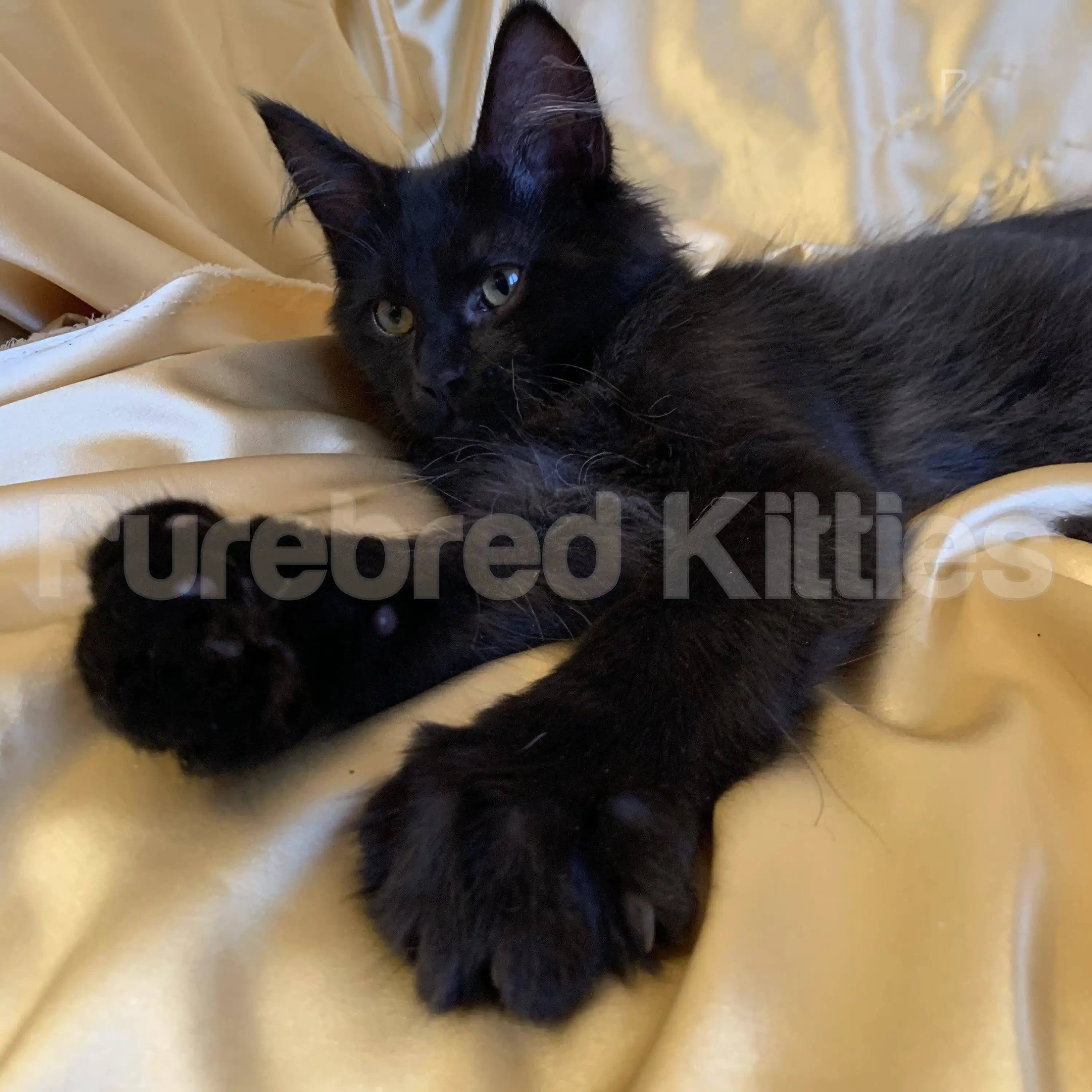 Lavi ♂ Maine Coon Kitten | 3.5 Months Old | Available for