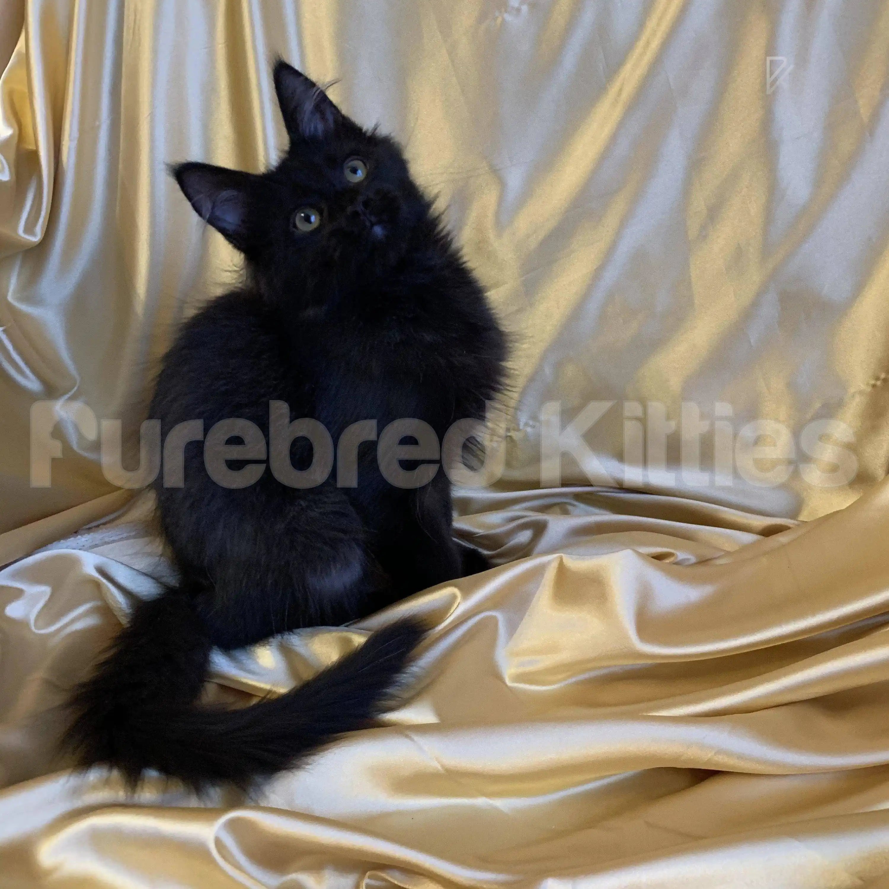 Lavi ♂ Maine Coon Kitten | 3.5 Months Old | Available for