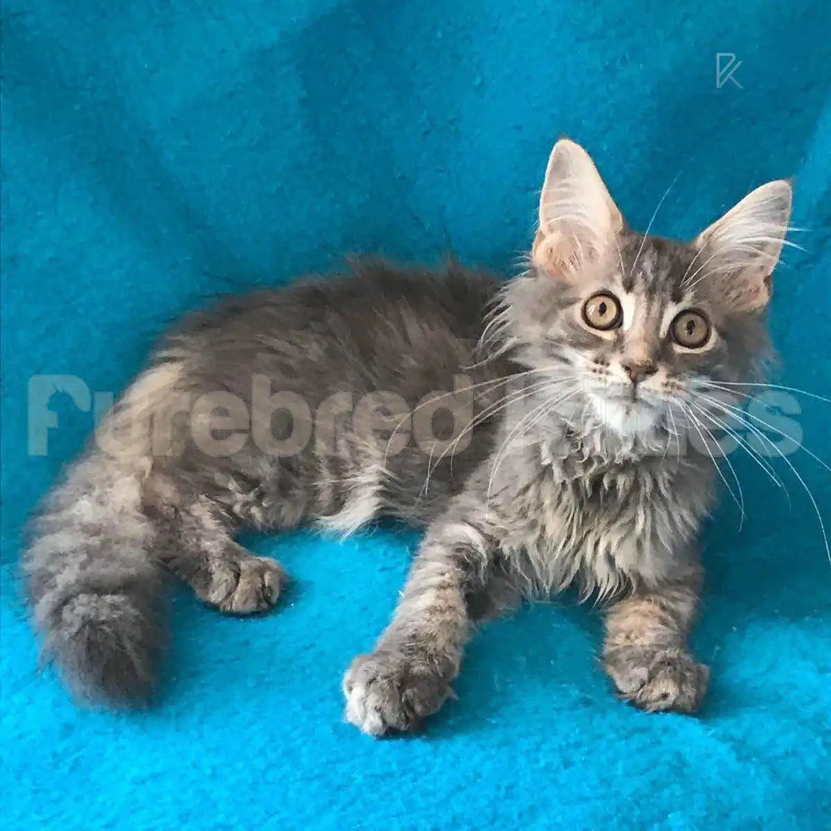 Leo Male Maine Coon Kitten | 3 Month Old | Available for