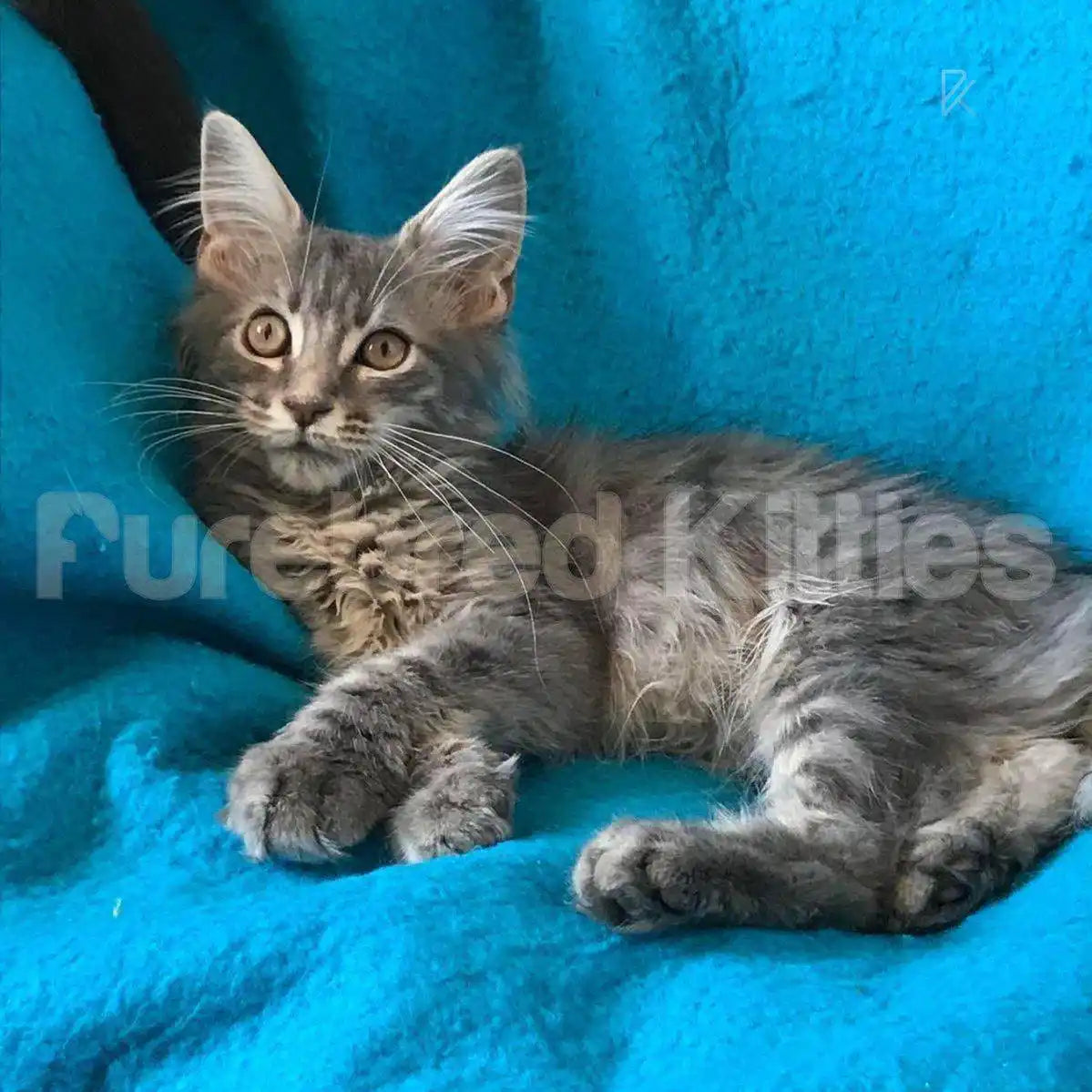 Leo Male Maine Coon Kitten | 3 Month Old | Available for