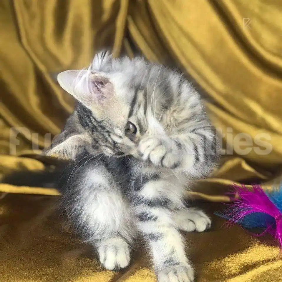 Light Male Maine Coon Kitten | 4 Months Old | Available for