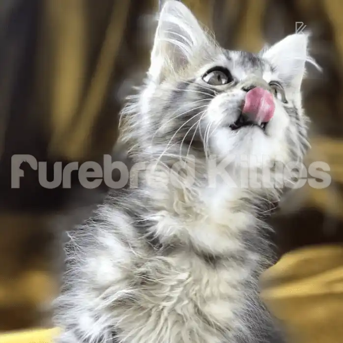 Light Male Maine Coon Kitten | 4 Months Old | Available for
