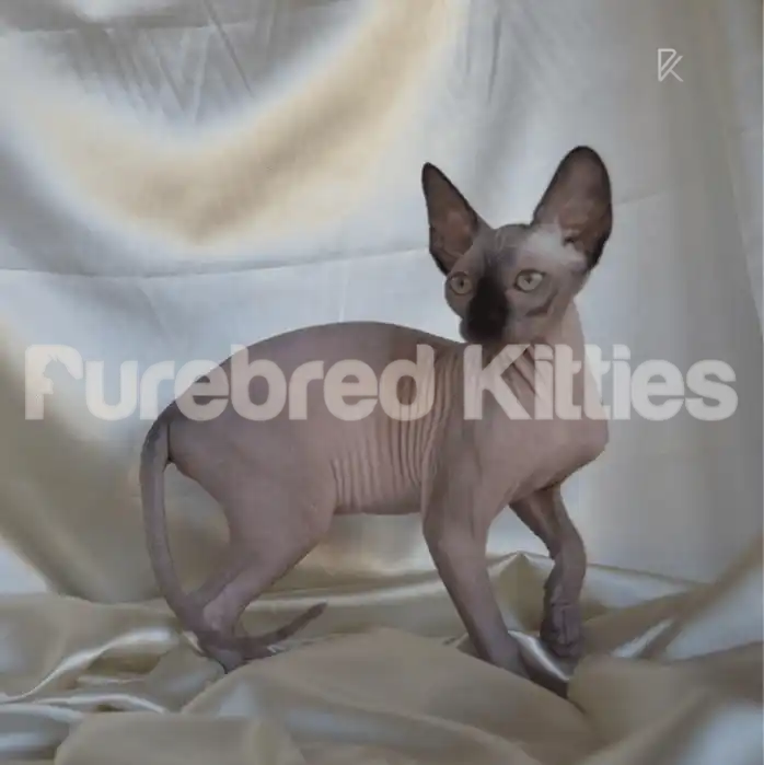 Lily Female Sphynx Kitten | 3 Months Old | Available for