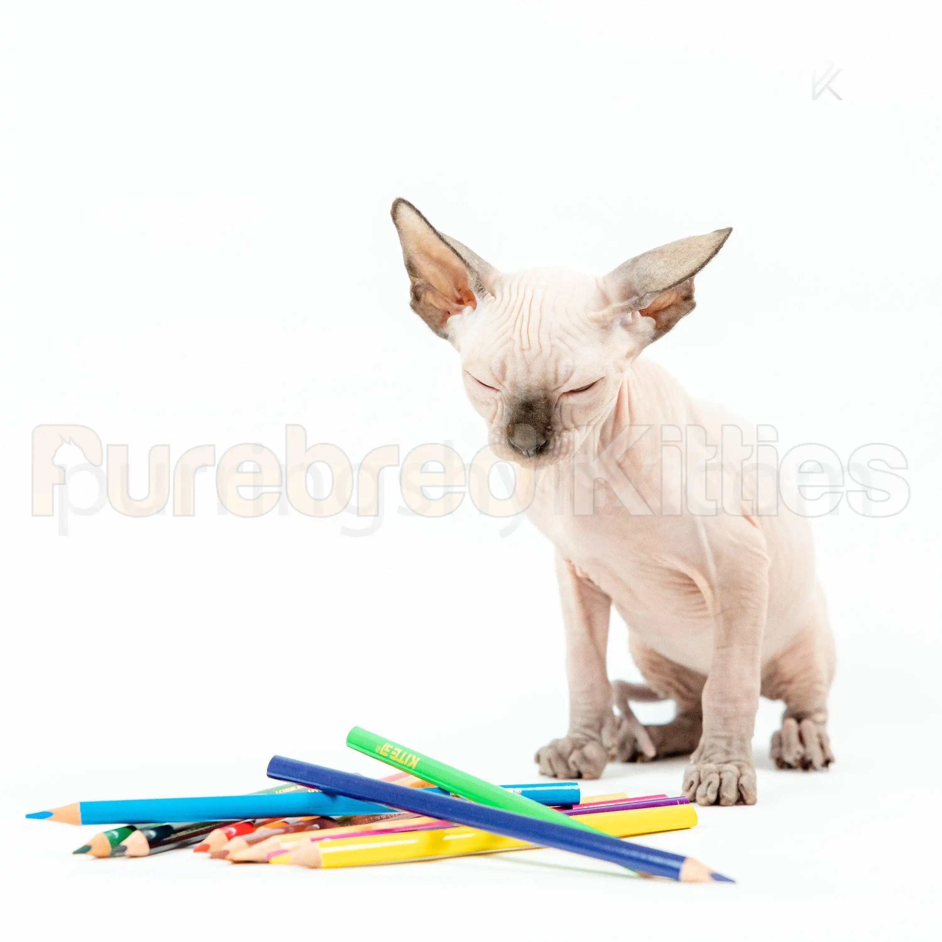 Loki Male Sphynx Kitten | 3.5 Month Old | Available for Pick