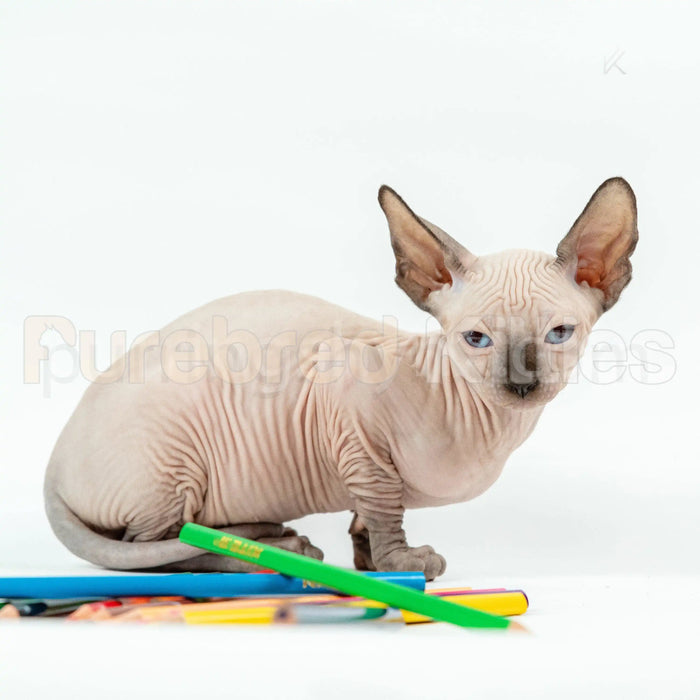 Loki Male Sphynx Kitten | 3.5 Month Old | Available for Pick