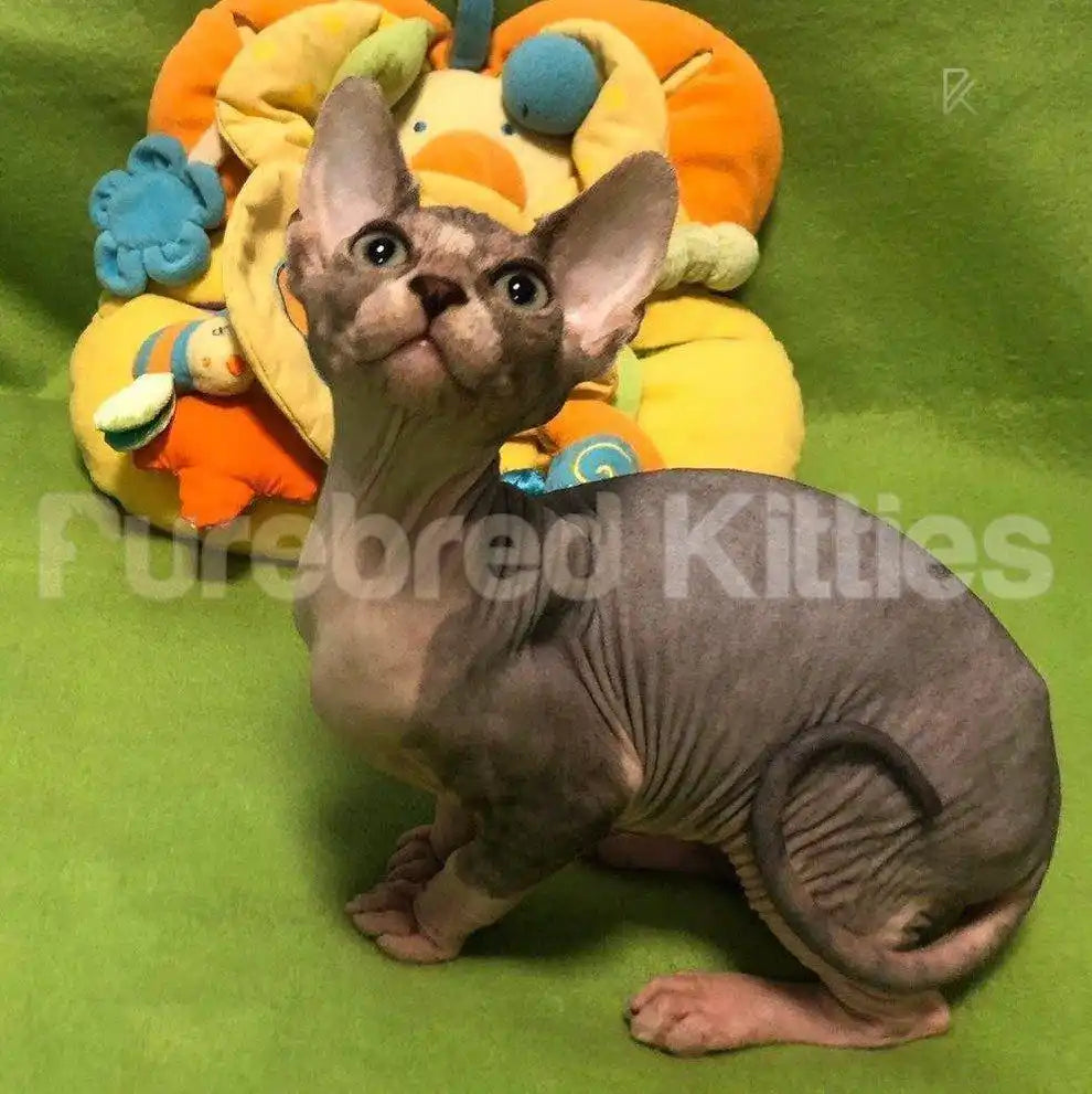 Loki Male Sphynx Kitten | 3 Months Old | Available for Pick