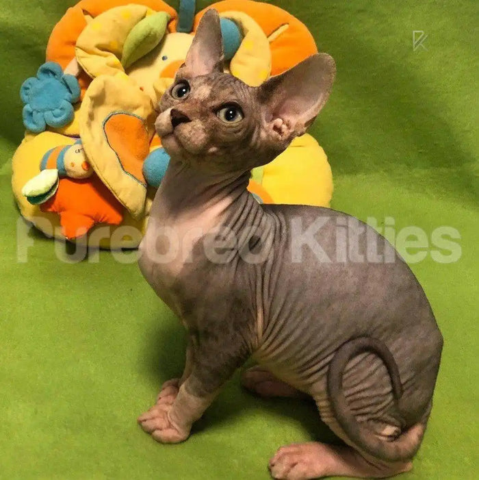 Loki Male Sphynx Kitten | 3 Months Old | Available for Pick