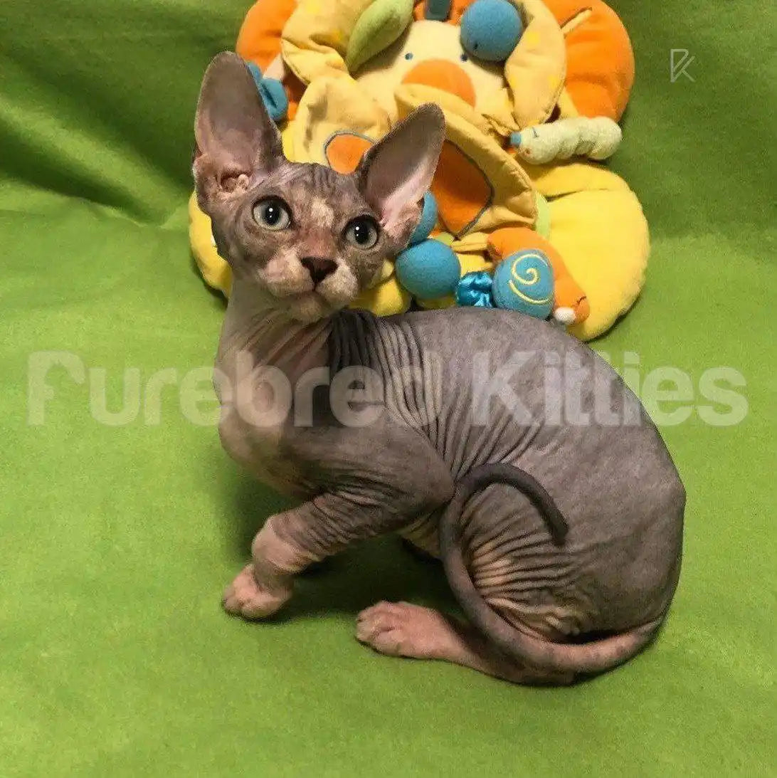 Loki Male Sphynx Kitten | 3 Months Old | Available for Pick