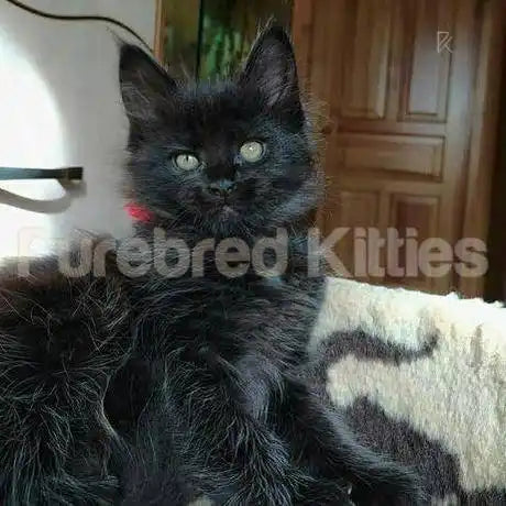Lola Female Maine Coon Kitten | 3 Month Old | Available for