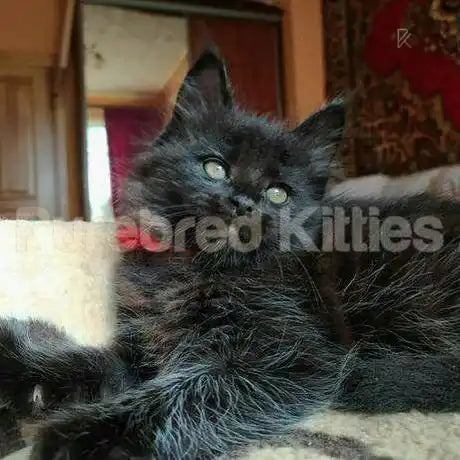 Lola Female Maine Coon Kitten | 3 Month Old | Available for