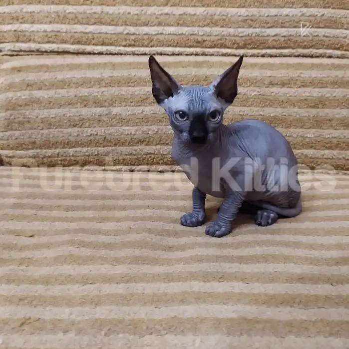 Lucky Black Male Sphynx Kitten | 3 Month Old | Available for