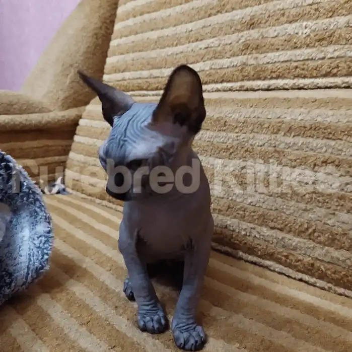 Lucky Black Male Sphynx Kitten | 3 Month Old | Available for