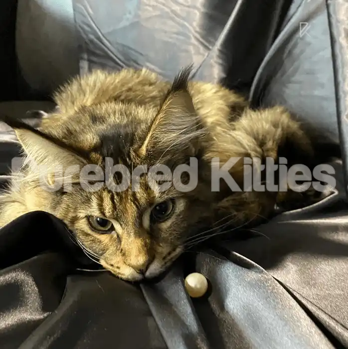 Lucy Female Maine Coon Kitten (Breeding Rights)| 5 Months