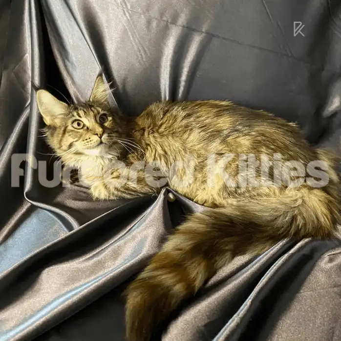 Lucy Female Maine Coon Kitten (Breeding Rights)| 5 Months
