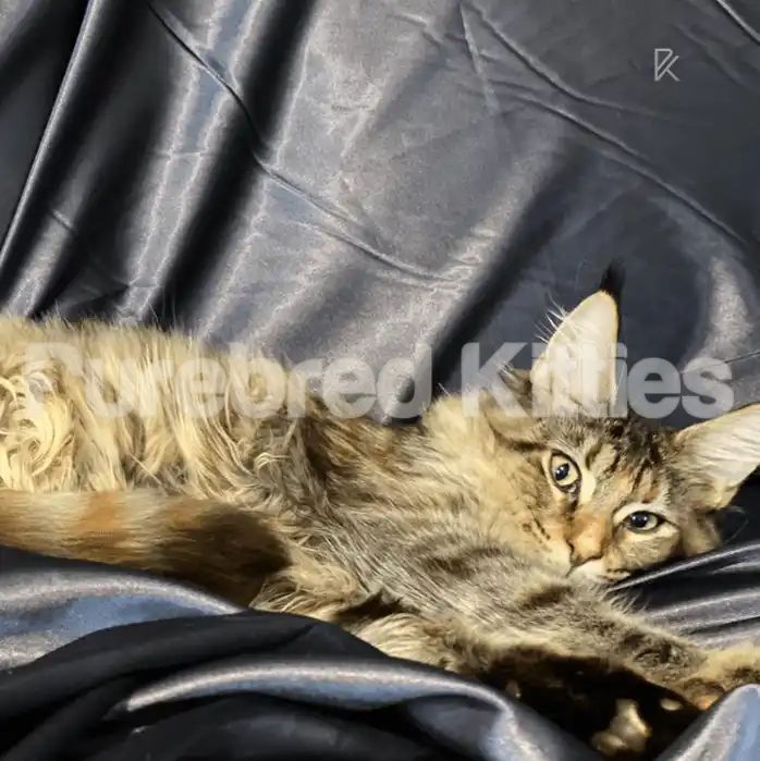 Lucy Female Maine Coon Kitten (Breeding Rights)| 5 Months