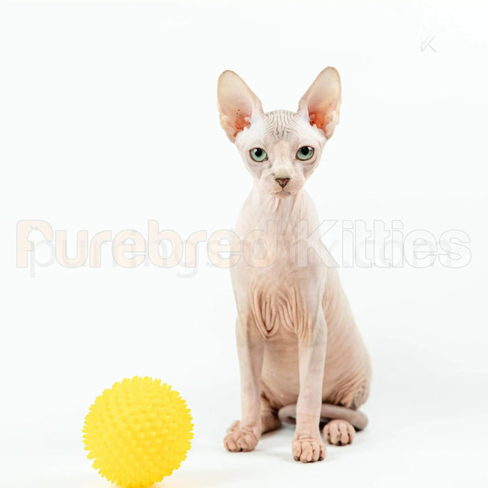 Luna Female Sphynx Kitten | 3.5 Month Old | Available for
