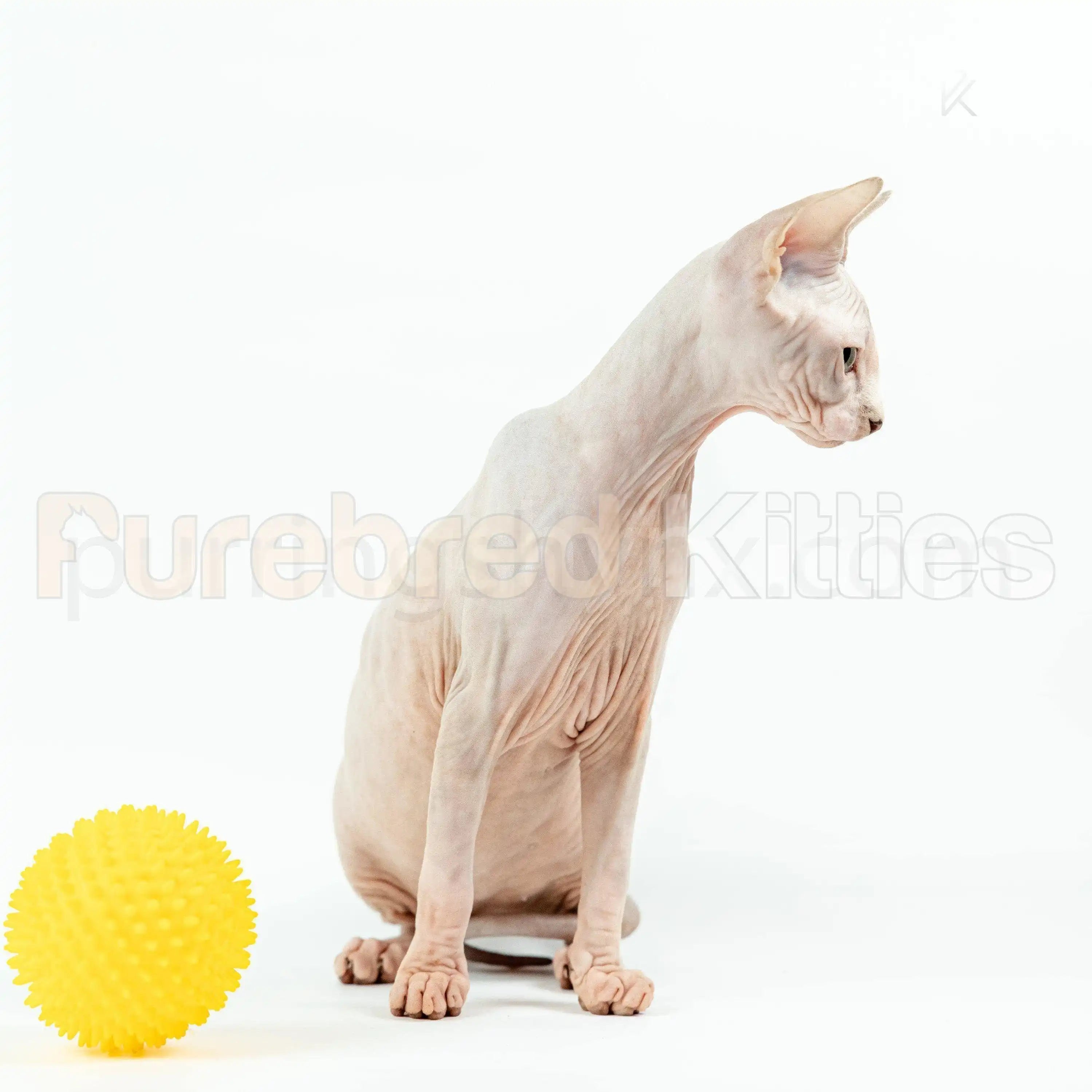 Luna Female Sphynx Kitten | 3.5 Month Old | Available for