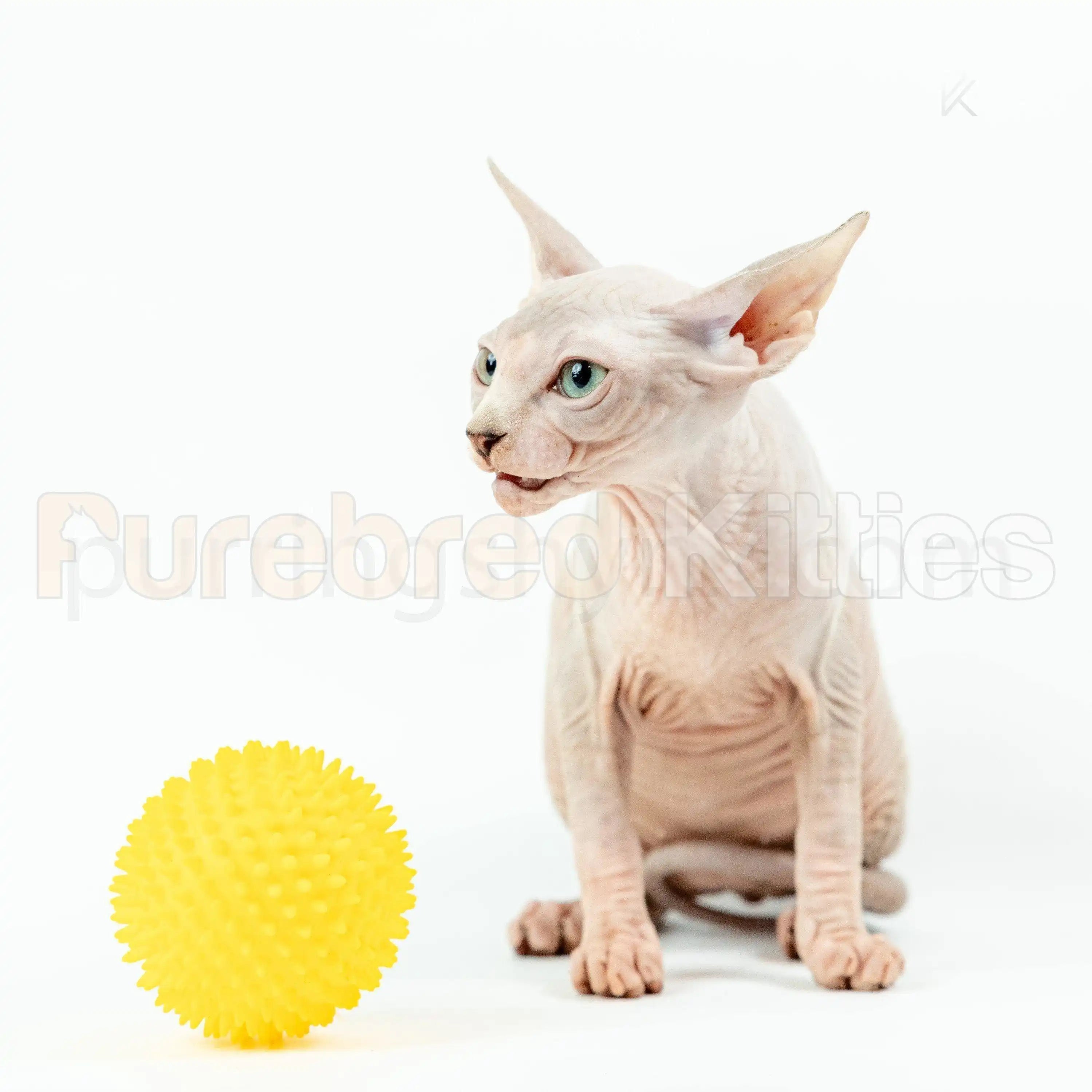 Luna Female Sphynx Kitten | 3.5 Month Old | Available for