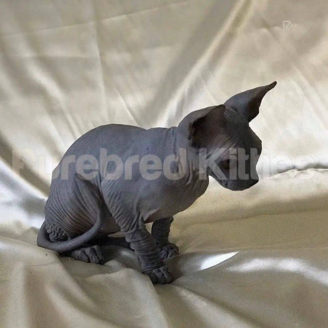 Maes ♂ Sphynx Kitten | 3.5 Months Old | Available for Pick