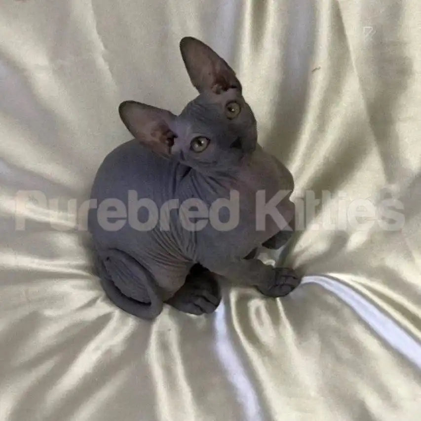 Maes ♂ Sphynx Kitten | 3.5 Months Old | Available for Pick