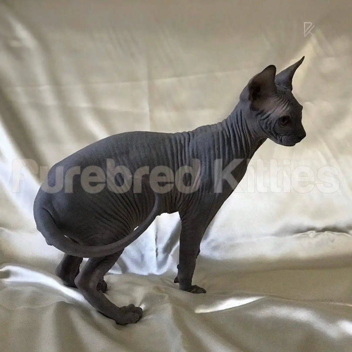 Maes ♂ Sphynx Kitten | 3.5 Months Old | Available for Pick