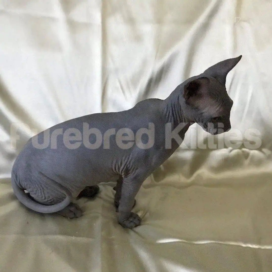 Maes ♂ Sphynx Kitten | 3.5 Months Old | Available for Pick