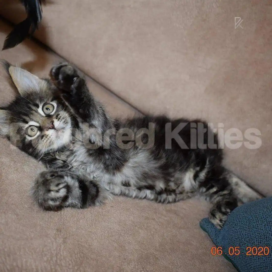 Mags Female Coon Kitten | 2.5 Months Old | Available for