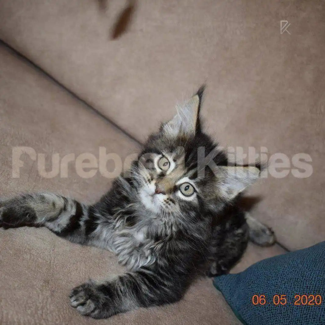 Mags Female Coon Kitten | 2.5 Months Old | Available for