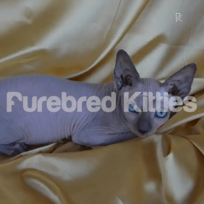 Markis Male Sphynx Kitten | 2.5 Months Old | Available for