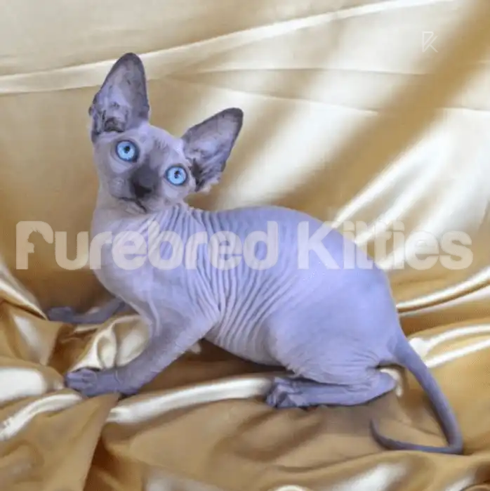 Markis Male Sphynx Kitten | 2.5 Months Old | Available for