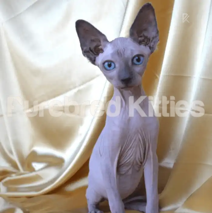 Markis Male Sphynx Kitten | 2.5 Months Old | Available for