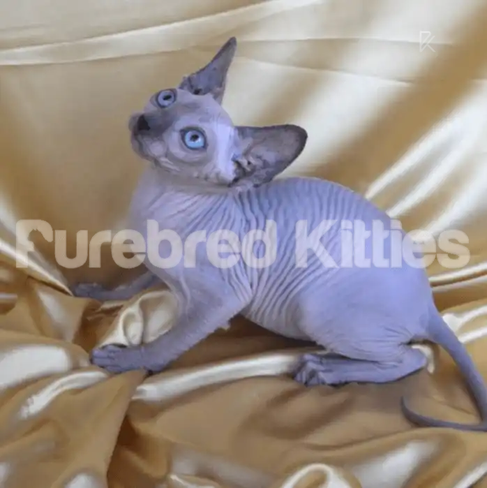 Markis Male Sphynx Kitten | 2.5 Months Old | Available for